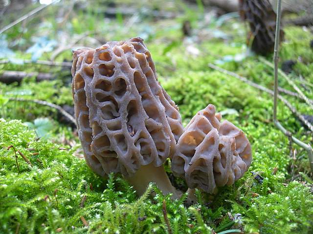 Le prime specie primaverili